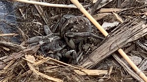 Someone saw a really big spider in Boulder (but they're actually fairly common)
