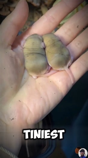 The World’s Tiniest Dog That Nobody Loves 💔🐶 | Petsux