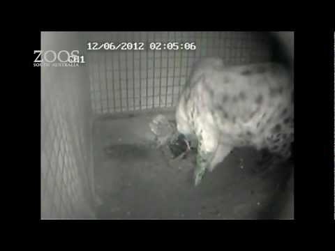 Spotted Hyena, Kigali, gives birth at Monarto Zoo.