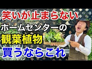 【即買いOK】絶対失敗しない観葉植物の選び方 【カーメン君】【園芸】【ガーデニング】【初心者】
