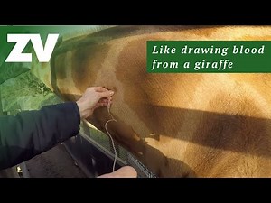 Giraffe and Rhino blood draw training