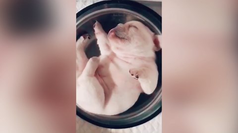 The Overdramatic Antics of This Naughty Puppy Are Just Too Adorable | Funny Animal Video