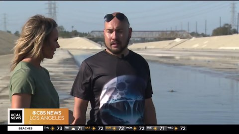 Sea turtles settle in the San Gabriel River in Long Beach