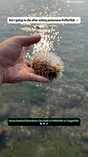 Ocean Seafood Showdown: Sea Snail vs Pufferfish vs Triggerfish