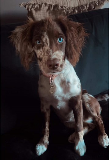 Happy Manic Monday from Effie the Cocker Spaniel!