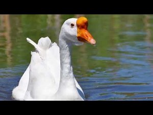 Are Chinese geese aggressive? How long do Chinese geese live? Are Chinese geese good pets?