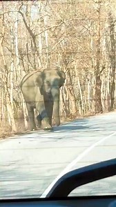 59K views · 322 reactions | An elephant that goes after people Avoid...
