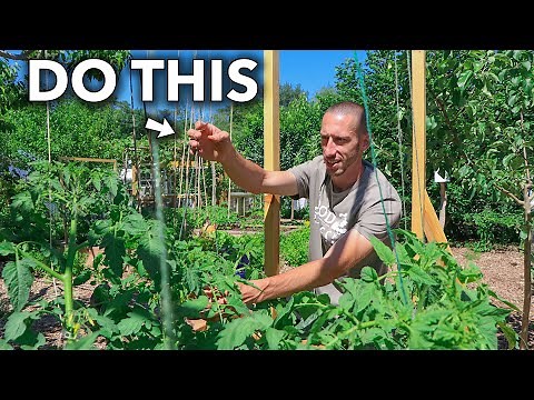 This Clever Technique of Trellising Tomatoes Will Change Your Life...
