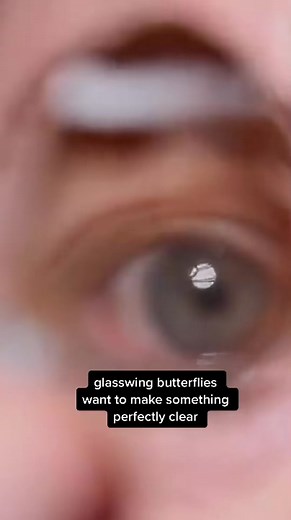 The Disappearing Act of Glasswing Butterflies