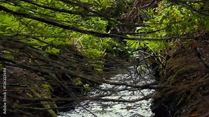Slow Motion of beautiful stream running through green forest