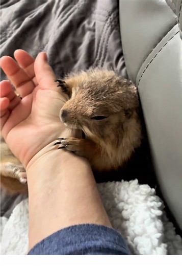 This is a very mad prairie dog. Looks like he’s in Rut which makes them act crazy. He’s definitely not having moms shit today!! #prairiedogs #exoticpets #grumpy #rut