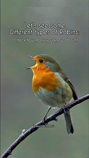 Different types of Robins #worldwithmaria #robin #birdspecies #birdsounds #beautifulsounds #birds