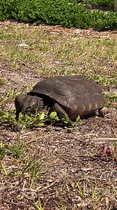 Cabbage Key is its own island spanning 100 acres of mostly undeveloped land. Located just off Pine Island, FL, it’s accessible only by boat or seaplane. Our restaurant's decor consists of thousands of dollar bills taped to the walls and ceiling. Permanent markers encourage diners to leave their mark. (If your dollar falls, it gets donated.) Duck into the restaurant for a burger, beer, our award-winning key lime pie, or the famous Cabbage Creeper, our spin on a pina colada. While at Cabbage Key, 