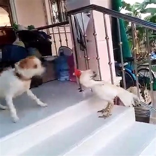 chicken vs dog funny fight funny fails