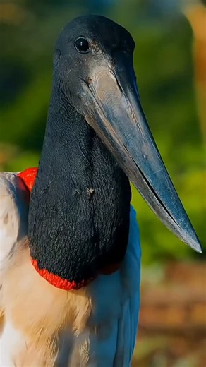 thewholenatures on Instagram: "#Jabiru (Jabiru mycteria) is the tallest flying bird in South and Central America, standing up to 5 feet tall with an 8-foot wingspan, recognizable by its white plumage, black head, and a distinctive inflatable scarlet throat pouch. These, monogamous, non-migratory storks build massive, 6-foot-deep nests in treetops, often returning to the same site annually. Please follow for more videos..."