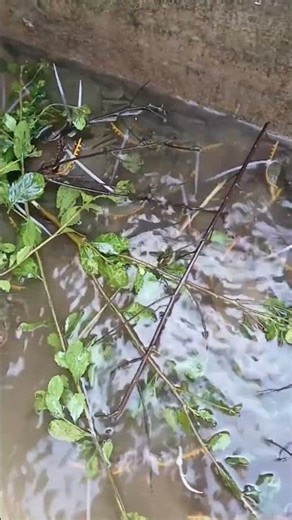 High-density intensive farming of soft-shell crabs #cualotcamautpm #cuacom #cuacamau
