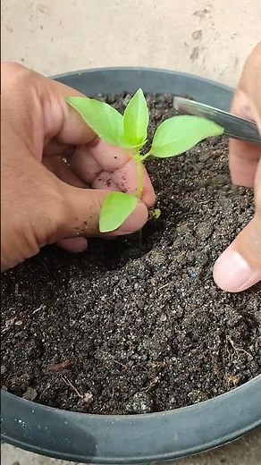 Transplanting basil sprouts