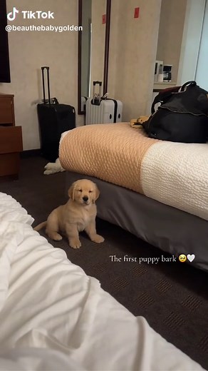 The First Puppy Bark - Capturing Special Moments with a Golden Retriever