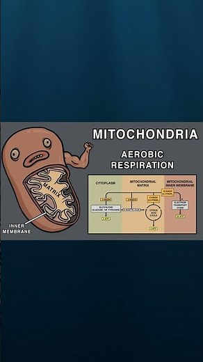 CELL ORGANELLE SONG #biology #song #science #cell #animation #education #comedy #organelle #funny