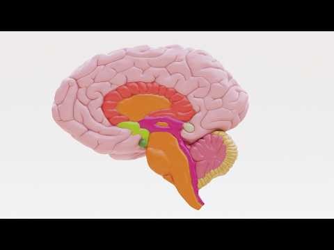 🤯 Anatomy IN MOTION: 3D Human BRAIN Visual Study | Blender Model Showcase