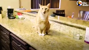 The many emotions of being a cat parent 🤯 | Pets Life