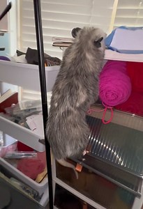Little opossum survives wild climb with zero cares