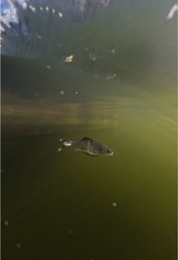 Essential Soft Shine Glide for Swimbait Anglers