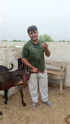 Bakriyon me langra pan #beautifullgoats #purebeetalgoat #agriculture #topbloodline #beetalgoat