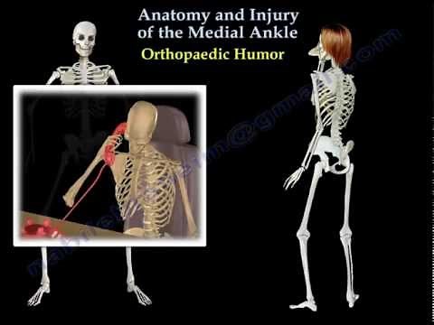 Anatomy and injuries of The Medial Ankle - Everything You Need To Know - Dr. Nabil Ebraheim