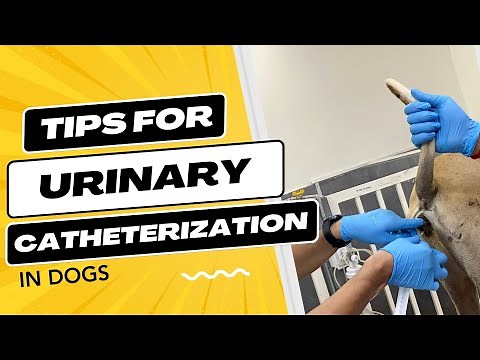Urinary Catheterization In Female Dog Full Procedure In Detail |