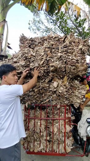 Mushroom Production 101: A Step-by-Step Guide