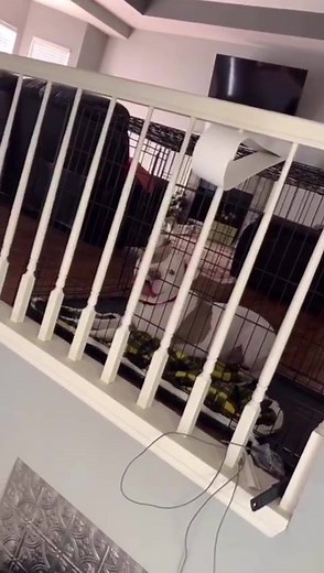 142K views · 127 reactions | THATS A GOOD BOY 殺 Find more on Tiktok | HelloU Comedy | Facebook