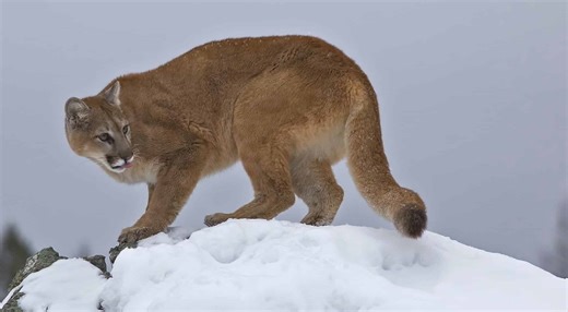 Colorado Parks And Wildlife Provides Update On Deadly Mountain Lion Encounter In Larimer County