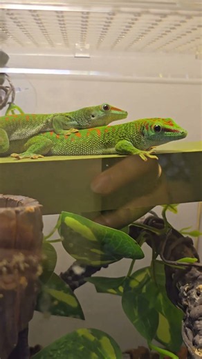🦎 나란히 휴식을 취하는 두 마리의 자이언트 데이 게코