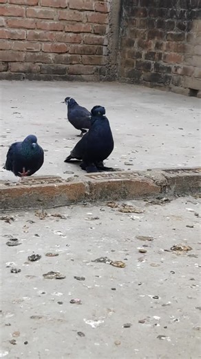 pets lover on Instagram: "High quality lotan pigeons 🐦 #kabutarlover😍😘 #viral #kabutar #pigeon #tranding"
