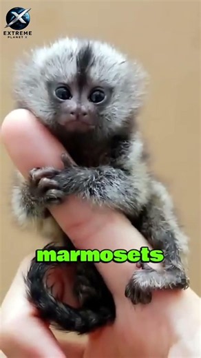 Top 3 Smallest Animals in the World! 🐦🌍 #shorts