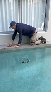 CAPTION THIS!! Check out this gorgeous blue-tongued skink that made its way into a home owners pool! 🏊‍♂️🦎 .#lizard #australia #wildlife #snakecatcher #reptile #qld #sunshinecoast #nonvenomous #bluetongueskink | Sunshine Coast Snake Catchers 24/7