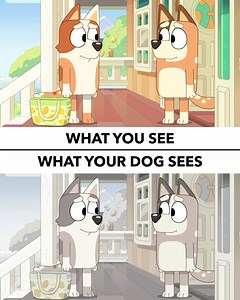 1.7M views · 37K reactions | Real dogs watching cartoon dogs is next-level wholesome  | Disney Jr. | Facebook