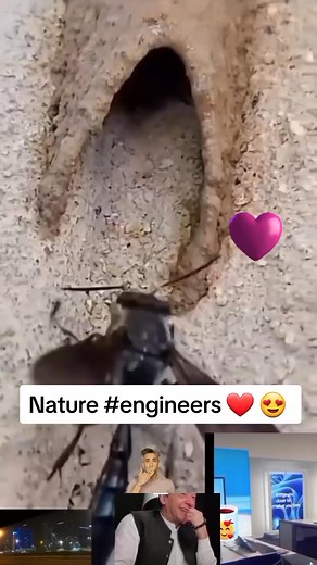 1.7M views · 5.5K reactions | #The Marvelous World of Insects: Nature’s Tiny Engineers ❤️  | Isaac K Wangaru | Facebook