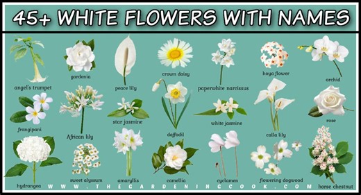 Get a guide of 45+ white flower names and photos, to see what flowers to add to your garden this spring. Get the white flower identification guide on The Gardening Cook! ☀️ https://thegardeningcook.com/?p=56737 | The Gardening Cook | Facebook