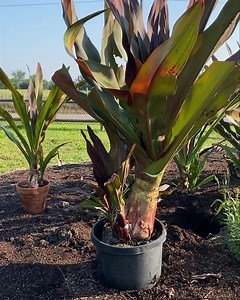 7.2K views · 120 reactions | Planting a small forest of Crinums (Queen Emma) in the display gardens. | Bustani Plant Farm | Facebook