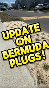 FAQ & UPDATE! Bermuda plugs are thriving! #fyp #backyardputtinggreen #yard #frontyard #grass #bermudagrass #lawn #lawncare # #minecraft #minecraftgrassblock #puttinggreen #turf #landscapedesign #homeowner #diy #reelmower #sandleveling #satisfying #lawnrenovation #tahoma31 #proplugger #grassplugs @proplugger @tahoma31bermuda | Jake From Upstate Farm