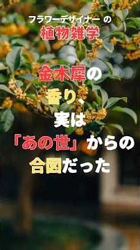金木犀の香り、実は「あの世」からの合図だった「隠された花歴史3選」 #モエチャン #秋の花 #花言葉