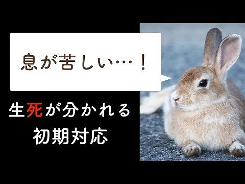 呼吸が荒い (呼吸困難)うさぎは救急の病気？：熱中症、突然死、いびき、胸腺腫、心臓病などを解説【大阪府堺市のうさぎ病院-キキ動物病院】