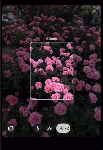 中之島のバラ園で見る満開のバラ