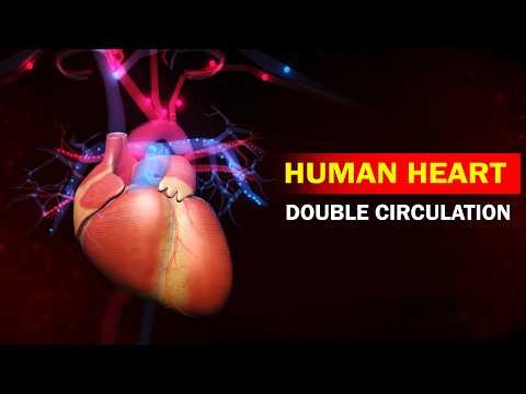 Why Blood Circulates Twice in Humans? | Double Circulation | Class 11 Biology | Human Heart