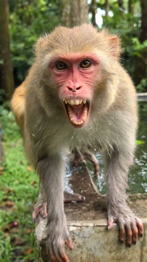 The Monkey Loves Playing With Me.19 #curiousmonkeyforest #animals #monkey