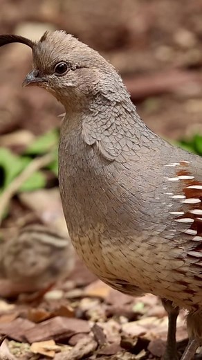 Wild Quail Chicks Learning to Forage