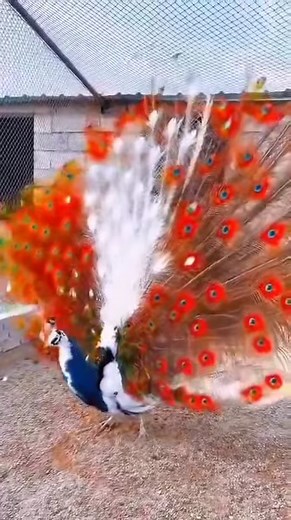 59K views · 1.4K reactions | Fantastic | Best Things TV | Facebook