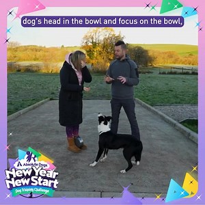 NEW YEAR NEW START CHALLENGE DAY 22: THE BOWL GAME absolutedogs.me/nyns We couldn't come to the end of our Challenge without adding some scentwork fun - and so today we're joining Lauren, Eazy and scent guru Dave to play The Bowl Game. This game is brilliant for building the early stages of a scentwork indication. It also grows focus, timing, the ability to work around distractions and so many other skills - and it's a super test of your own mechanics too! Keen to explore more scent games? As we